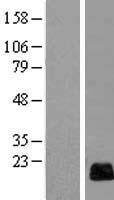 C13orf15 (RGCC) Human Over-expression Lysate