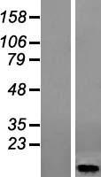 HIGD1A Human Over-expression Lysate