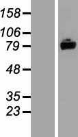 ASTE1 Human Over-expression Lysate