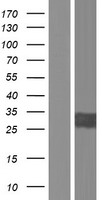 Peroxiredoxin 3 (PRDX3) Human Over-expression Lysate