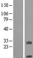 TMEM208 Human Over-expression Lysate