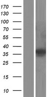 ETV2 Human Over-expression Lysate
