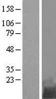 C11orf10 (TMEM258) Human Over-expression Lysate