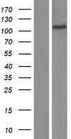 AP2 alpha (AP2A1) Human Over-expression Lysate