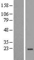 NDUFA8 Human Over-expression Lysate