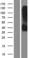 KIR2DL2 Human Over-expression Lysate