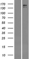 Insulin Receptor R (INSRR) Human Over-expression Lysate