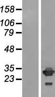 IMPA2 Human Over-expression Lysate
