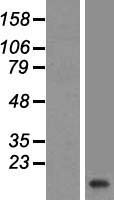 VAMP2 Human Over-expression Lysate