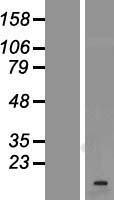VAMP1 Human Over-expression Lysate