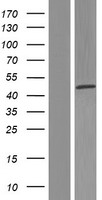 MOK protein kinase (MOK) Human Over-expression Lysate