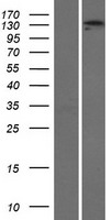 ADAMTS3 Human Over-expression Lysate