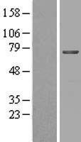 MGAT4B Human Over-expression Lysate