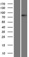 BRD4 Human Over-expression Lysate