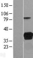 VSIG2 Human Over-expression Lysate