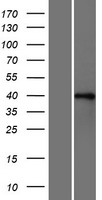 RBFOX2 Human Over-expression Lysate