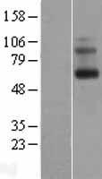 Encephalopsin (OPN3) Human Over-expression Lysate