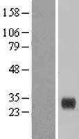 CLEC4E Human Over-expression Lysate