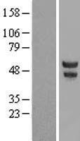 POU2F3 Human Over-expression Lysate