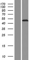 LHX6 Human Over-expression Lysate