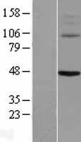 KCNV1 Human Over-expression Lysate