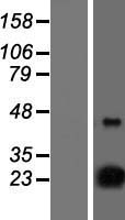 D4S234E (NSG1) Human Over-expression Lysate
