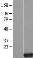 SMPX Human Over-expression Lysate