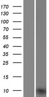 UQCRQ Human Over-expression Lysate