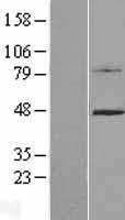 LYPD3 Human Over-expression Lysate
