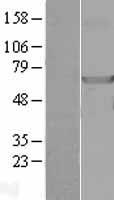 NDOR1 Human Over-expression Lysate