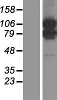MORC1 Human Over-expression Lysate