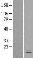 GPR162 Human Over-expression Lysate