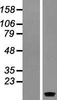 SERP1 Human Over-expression Lysate