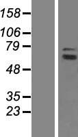 GCP4 (TUBGCP4) Human Over-expression Lysate