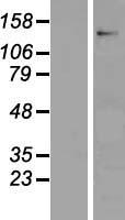 CNTN6 Human Over-expression Lysate