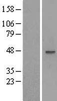 MOCS3 Human Over-expression Lysate