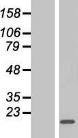 CRCP Human Over-expression Lysate