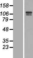 SH3BP4 Human Over-expression Lysate