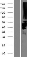 KIR2DS5 Human Over-expression Lysate