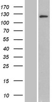 BRD1 Human Over-expression Lysate