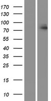 HUNK Human Over-expression Lysate