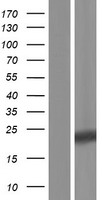 CRYGA Human Over-expression Lysate