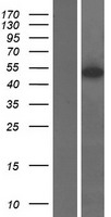 ETEA (FAF2) Human Over-expression Lysate