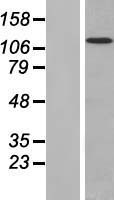 FAM120A Human Over-expression Lysate