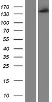 CYFIP1 Human Over-expression Lysate