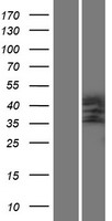 NPHS2 Human Over-expression Lysate