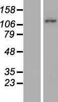 MICAL2 Human Over-expression Lysate