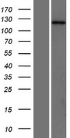FISH (SH3PXD2A) Human Over-expression Lysate