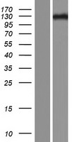 ZNF516 Human Over-expression Lysate