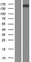 TTLL4 Human Over-expression Lysate